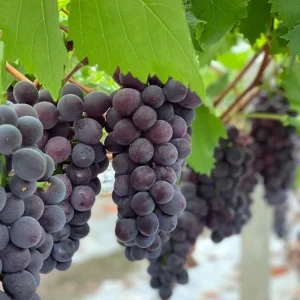 Grafted Kyoho Grape Vine – Live Plant – Large, Sweet, High-Yield Fruit - Image 3