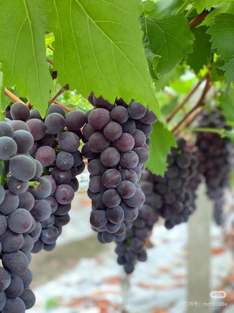 Grafted Kyoho Grape Vine – Live Plant – Large, Sweet, High-Yield Fruit - Image 3