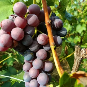 Grafted Kyoho Grape Vine – Live Plant – Large, Sweet, High-Yield Fruit - Image 4