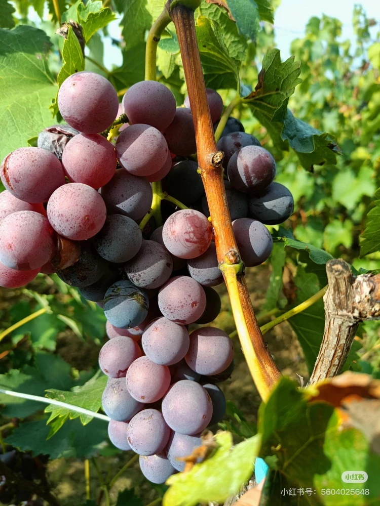 Grafted Kyoho Grape Vine – Live Plant – Large, Sweet, High-Yield Fruit - Image 4