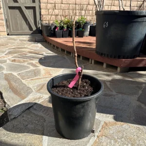 Grafted Kyoho Grape Vine – Live Plant – Large, Sweet, High-Yield Fruit - Image 5
