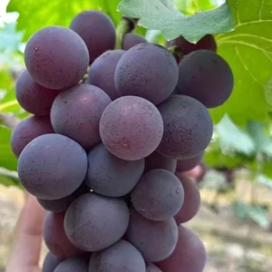 Grafted Kyoho Grape Vine – Live Plant – Large, Sweet, High-Yield Fruit - Image 1