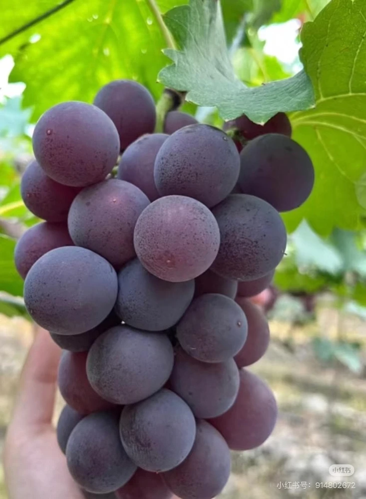 Grafted Kyoho Grape Vine – Live Plant – Large, Sweet, High-Yield Fruit - Image 1