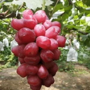 Grafted Romantic Beauty Grape Vine Tree - Red Seedless Bare Root Live Plant - Image 2