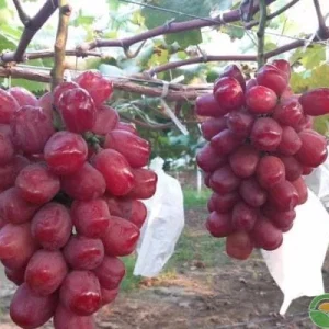 Grafted Romantic Beauty Grape Vine Tree - Red Seedless Bare Root Live Plant - Image 3