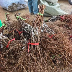 Grafted Romantic Beauty Grape Vine Tree - Red Seedless Bare Root Live Plant - Image 8