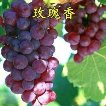 Grafted Rose Fragrant Grape Vine - Sweet Aromatic Live Plant - High Yield - Image 2