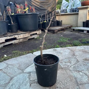 Grafted Rose Fragrant Grape Vine - Sweet Aromatic Live Plant - High Yield - Image 3