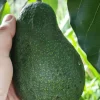 Grafted Wurtz Avocado Tree - "Little Cado" Dwarf Live Plant - 3 Gallon Pot - Image 1