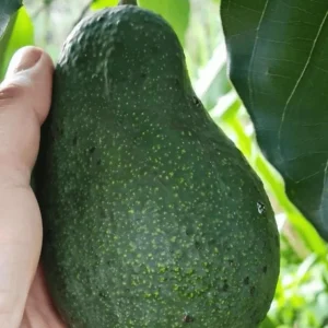 Grafted Wurtz Avocado Tree - 