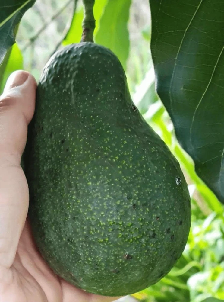 Grafted Wurtz Avocado Tree - "Little Cado" Dwarf Live Plant - 3 Gallon Pot - Image 1