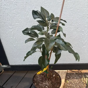 Grafted Wurtz Avocado Tree -