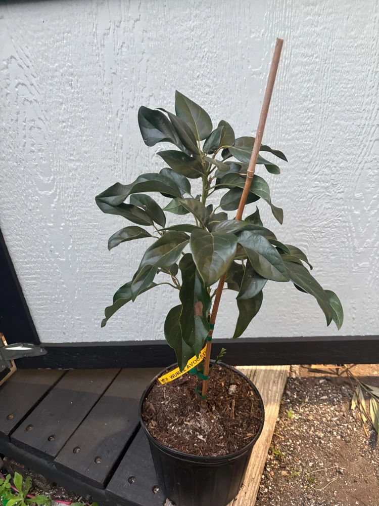 Grafted Wurtz Avocado Tree - "Little Cado" Dwarf Live Plant - 3 Gallon Pot - Image 2