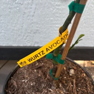 Grafted Wurtz Avocado Tree -