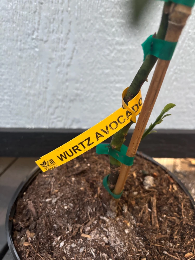 Grafted Wurtz Avocado Tree - "Little Cado" Dwarf Live Plant - 3 Gallon Pot - Image 3