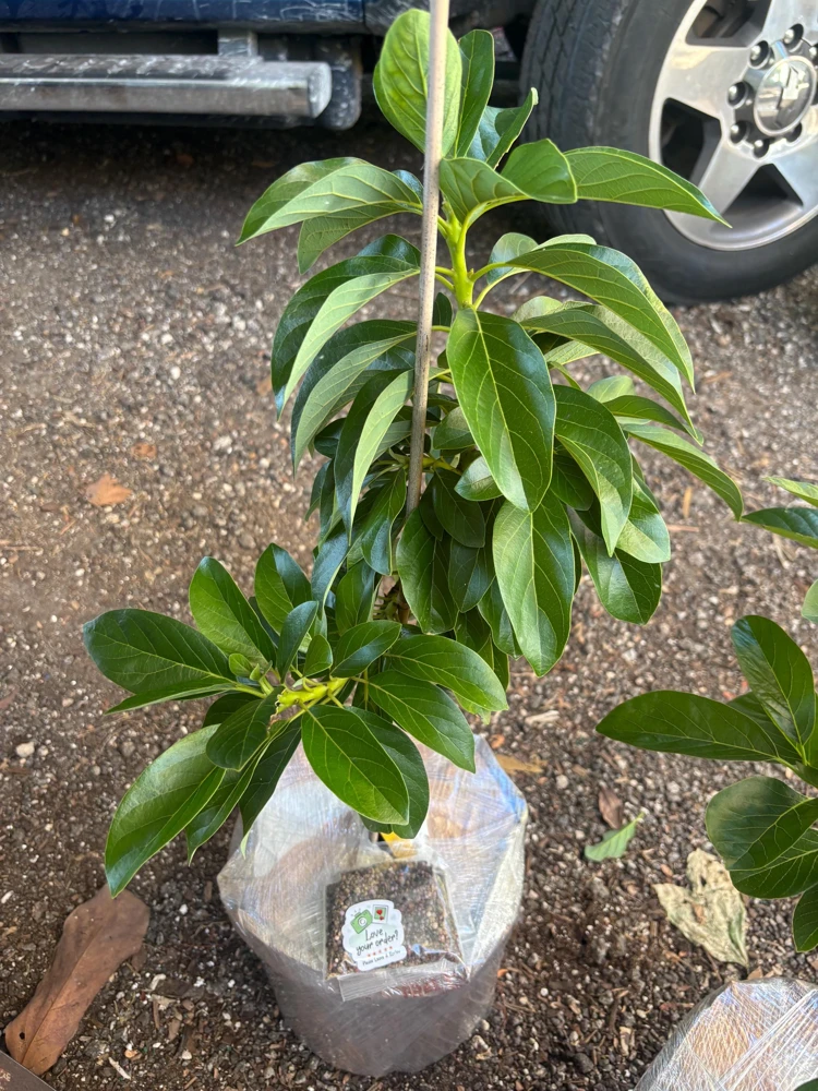 Grafted Wurtz Avocado Tree - "Little Cado" Dwarf Live Plant - 3 Gallon Pot - Image 4