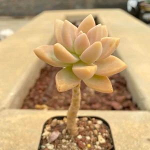 Graptopetalum Victor Kane Succulent Live Plant - Rare Imported Variety - Image 2