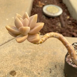Graptopetalum Victor Kane Succulent Live Plant - Rare Imported Variety - Image 3