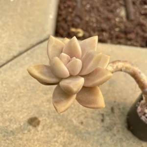 Graptopetalum Victor Kane Succulent Live Plant - Rare Imported Variety - Image 4