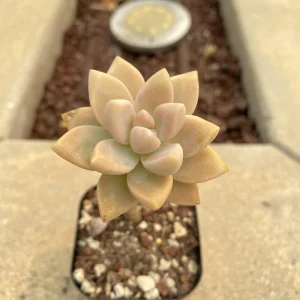 Graptopetalum Victor Kane Succulent Live Plant - Rare Imported Variety - Image 1