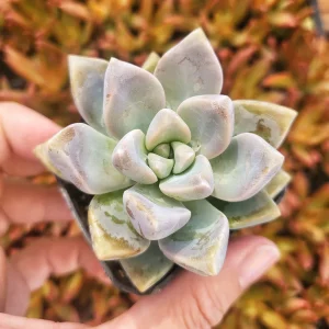Graptosedum Ghosty Succulent Live Plant - 2 Inch Pot - Easy Care - Image 2
