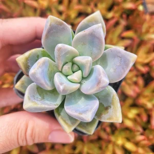Graptosedum Ghosty Succulent Live Plant - 2 Inch Pot - Easy Care - Image 3