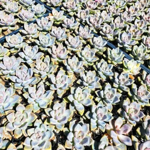 Graptosedum Ghosty Succulent Live Plant - 2 Inch Pot - Easy Care - Image 4