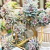 Graptosedum Ghosty Succulent Live Plant - 2 Inch Pot - Easy Care - Image 1
