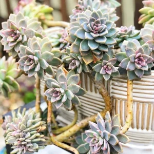 Graptosedum Ghosty Succulent Live Plant - 2 Inch Pot - Easy Care - Image 1