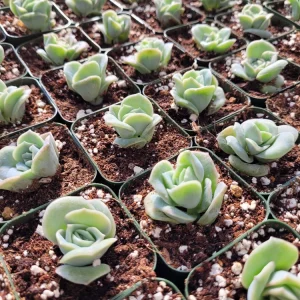Graptoveria Lovely Rose Succulent Live Plant - 2 or 4 Inch Pot, Potted or Cuttings, Indoor/Outdoor - Image 10