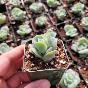 Graptoveria Lovely Rose Succulent Live Plant - 2 or 4 Inch Pot, Potted or Cuttings, Indoor/Outdoor - Image 11