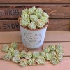 Graptoveria Lovely Rose Succulent Live Plant - 2 or 4 Inch Pot, Potted or Cuttings, Indoor/Outdoor - Image 1