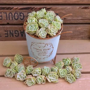 Graptoveria Lovely Rose Succulent Live Plant - 2 or 4 Inch Pot, Potted or Cuttings, Indoor/Outdoor - Image 1