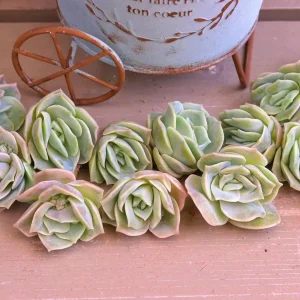 Graptoveria Lovely Rose Succulent Live Plant - 2 or 4 Inch Pot, Potted or Cuttings, Indoor/Outdoor - Image 7