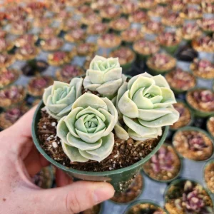 Graptoveria Lovely Rose Succulent Live Plant - 2 or 4 Inch Pot, Potted or Cuttings, Indoor/Outdoor - Image 8