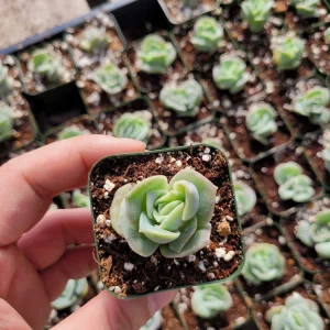 Graptoveria Lovely Rose Succulent Live Plant - 2 or 4 Inch Pot, Potted or Cuttings, Indoor/Outdoor - Image 9