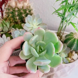 Graptoveria Moonglow Succulent Live Plant – 2 inch Pot – Echeveria Hybrid - Image 2