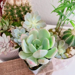 Graptoveria Moonglow Succulent Live Plant – 2 inch Pot – Echeveria Hybrid - Image 3