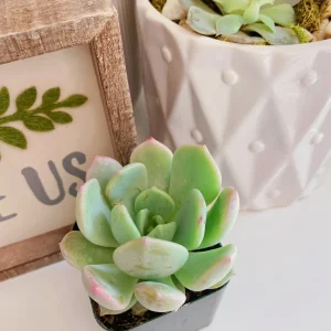 Graptoveria Moonglow Succulent Live Plant – 2 inch Pot – Echeveria Hybrid - Image 4