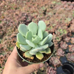 Graptoveria Moonglow Succulent Live Plant – 2 inch Pot – Echeveria Hybrid - Image 5