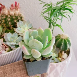 Graptoveria Moonglow Succulent Live Plant – 2 inch Pot – Echeveria Hybrid - Image 1