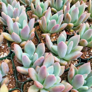 Graptoveria Opalina Live Succulent Plant - 2-4 inch Potted Rosette - Indoor/Outdoor - Image 1