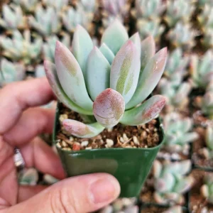 Graptoveria Opalina Live Succulent Plant - 2-4 inch Potted Rosette - Indoor/Outdoor - Image 2