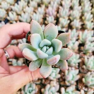 Graptoveria Opalina Live Succulent Plant - 2-4 inch Potted Rosette - Indoor/Outdoor - Image 3