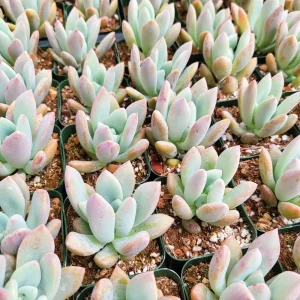 Graptoveria Opalina Live Succulent Plant - 2-4 inch Potted Rosette - Indoor/Outdoor - Image 4