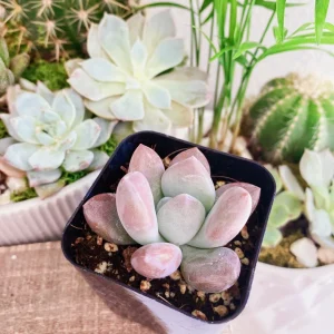 Graptoveria Opalina Succulent Plant – Live Opalina Succulent – 2-4 Inch Pot - Image 2