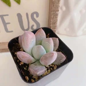 Graptoveria Opalina Succulent Plant – Live Opalina Succulent – 2-4 Inch Pot - Image 3