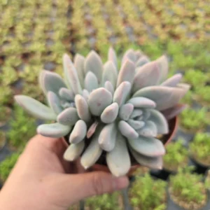 Graptoveria Opalina Succulent Plant – Live Opalina Succulent – 2-4 Inch Pot - Image 5