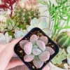 Graptoveria Opalina Succulent Plant – Live Opalina Succulent – 2-4 Inch Pot - Image 1