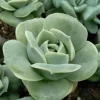 Graptoveria Rose Echeveria Succulent Live Plant - 2 inch Pot, Gray Green Foliage - Image 1